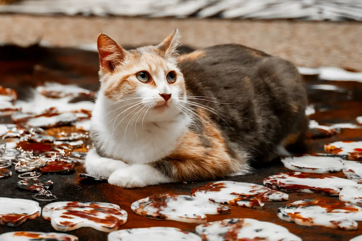 Calico Cat Coasters