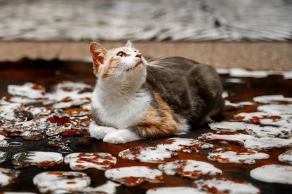 Calico Cat Coasters